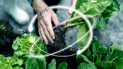 Hände, die Salatköpfe halten, und darüber gelegte Grafik, die das Internet of Things im Umfeld des smarten Gewächshauses symbolisiert