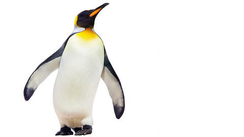 Pinguin vor weißem Hintergrund
