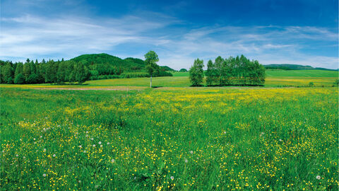 Eine grüne Wiese mit gelben Blumen und Bäumen sowie blauer Himmel mit Schleierwolken