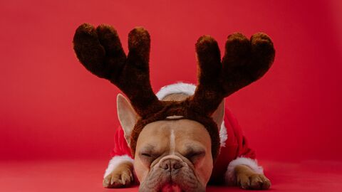 Weihnachstkarte mit Hund